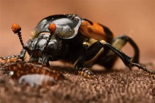 Profilo dello scarabeo becchino - tesoro ecologico su sei zampe