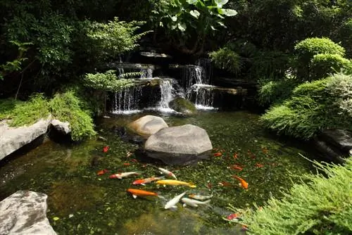 koi pond