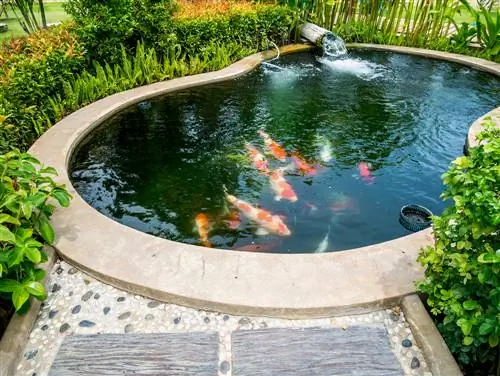 koi pond