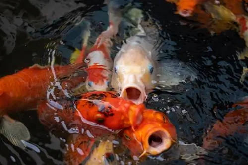 koi pond