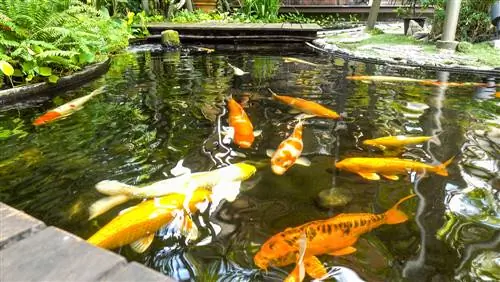 koi pond