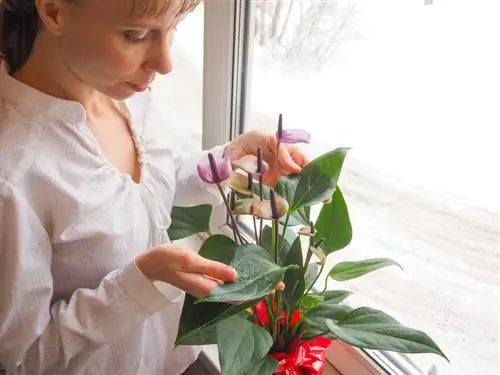 cura delle piante d'appartamento in inverno