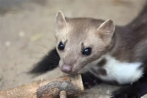 Martens dhe sëmundjet: Çfarë është me të vërtetë e rrezikshme?