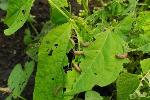 Lucha contra los caracoles: métodos eficaces sin productos químicos ni veneno