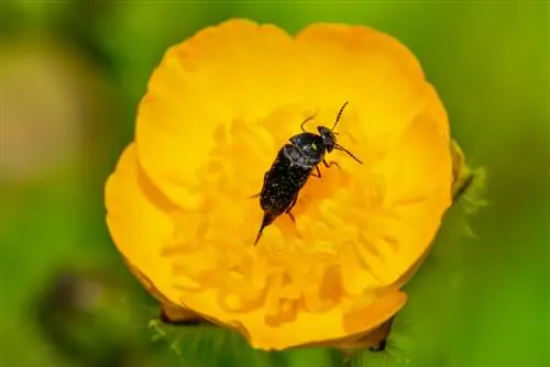 Scarabeo bruno in casa: che specie sono?