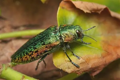 native beetles