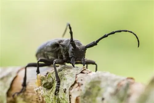 native beetles