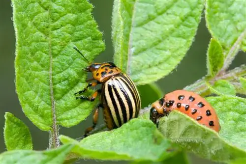 Kilalanin ang mga katutubong beetle - 10 karaniwang species sa Germany