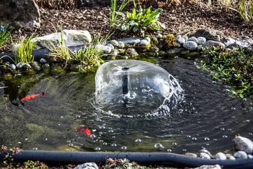 ikan mas di kolam