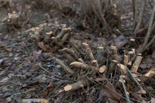 Weg met de heg: stap voor stap naar vrije tuinruimte