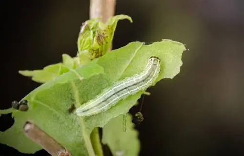 polilla helada