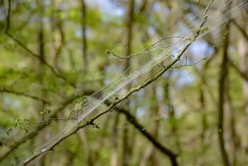 Polilla de las heladas: Identifica plagas y combátelas eficazmente