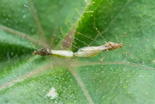 Cimici dei ladri in Germania: specie, pericoli e controllo