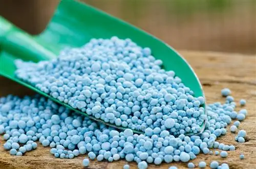 Fertilizing hedges with blue grain: How to use the fertilizer correctly