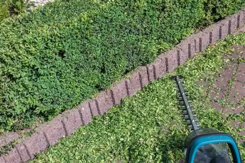 Maintaining hedges: tips and tricks for he althy shrubs