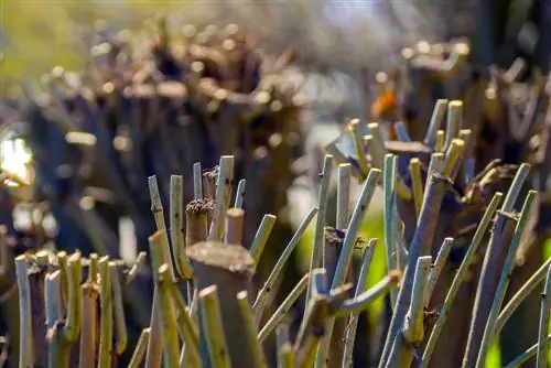 hedge-radically-cut back