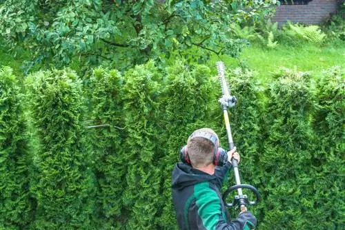 Cutting wet hedges correctly: What should you pay attention to?