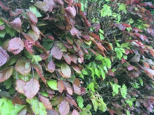 corte-de-setos-cuando-llueve