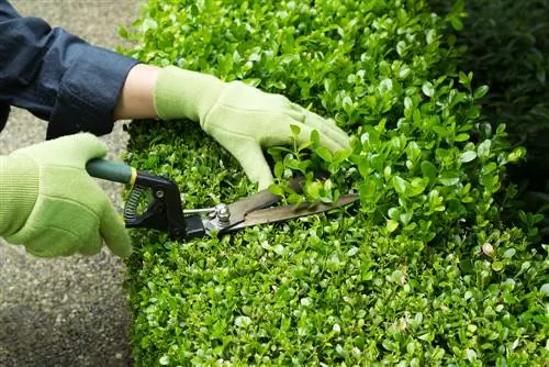 Cutting young hedges: basics & instructions