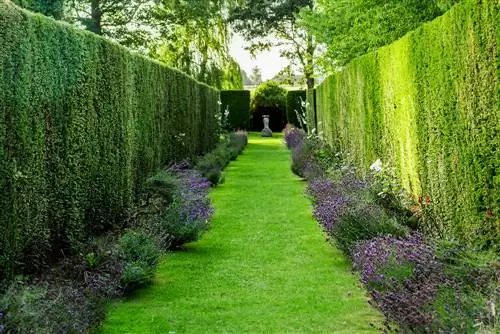 hedge underplants