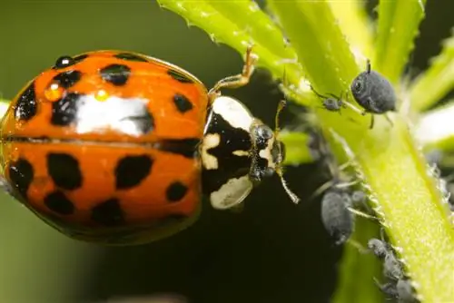 ladybugs nima yeydi