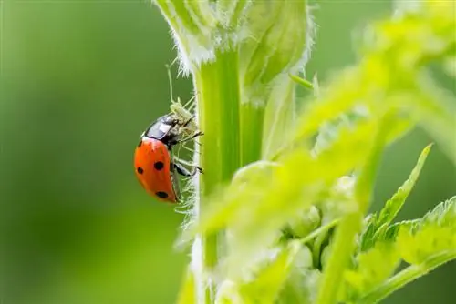 ladybugs nə yeyir