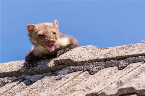 bunyi marten