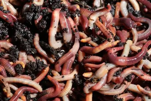 compost worm