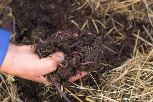 compost worms