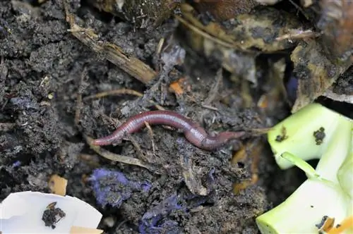 compost worms