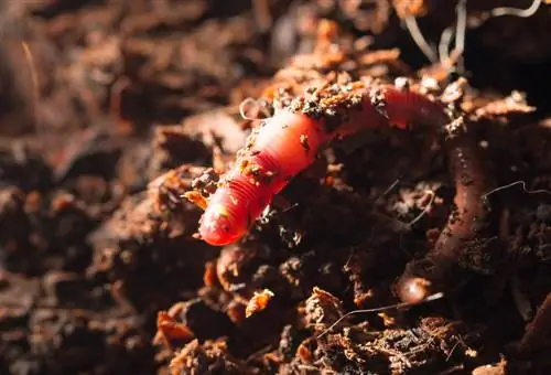 Compost worms: Everything about the useful garden helpers