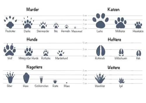 Herken dierespore in die sneeu