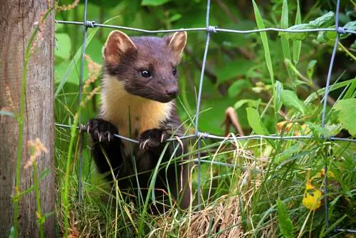 marten-dalam-rumah