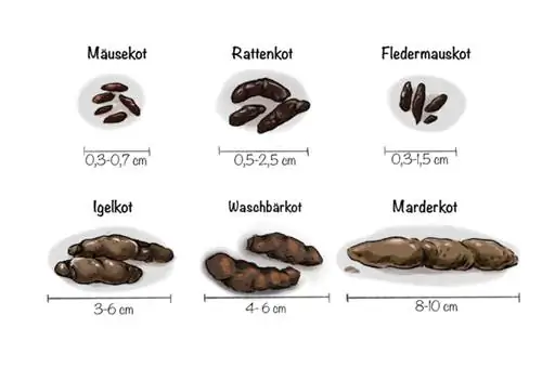 Įvairių gyvūnų išmatų išvaizda ir dydis