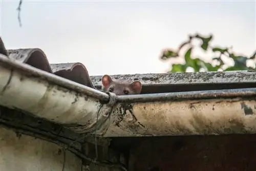 Kaip atsikratyti kiaunių namuose: naudingi patarimai ir gudrybės