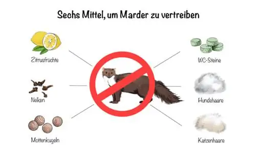 Six ways to get rid of martens