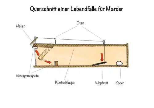 Catching martens: Cross section of a live trap for martens