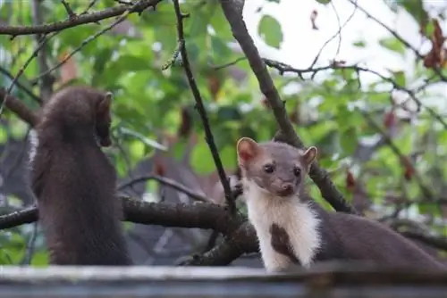 Uvamizi wa Marten kwenye paa: ugunduzi na ulinzi uliofanikiwa