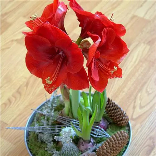 Amaryllis versier: Kreatiewe idees vir die wintertyd