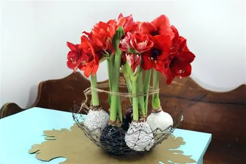 Amaryllis in a wax coat: DIY instructions and decoration ideas