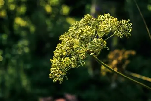 Harvesting aniseed: This is how you recognize and pick the ripe seeds