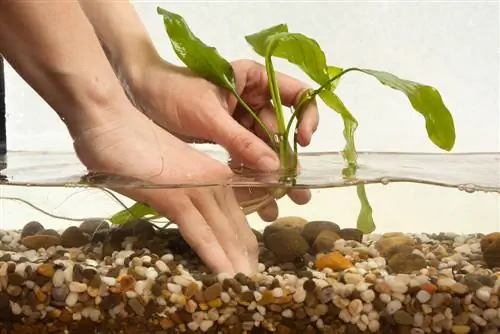 Insérer des plantes d'aquarium