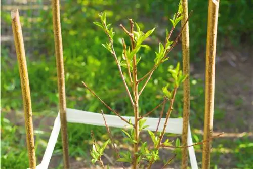 Plant appelkose: Hoe om dit in beddings en houers te groei