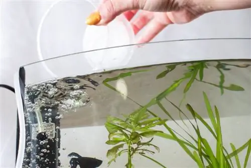 fertilizing aquarium plants