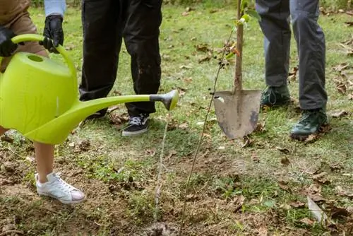 Aronia bærplanter