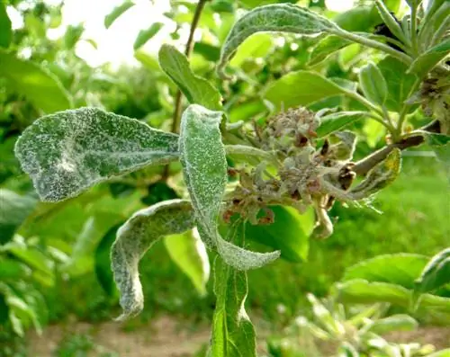 Combattere la peronospora del melo