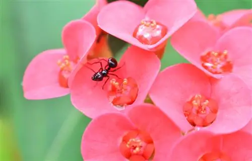 Tieni lontane le formiche: metodi efficaci per la casa e il giardino