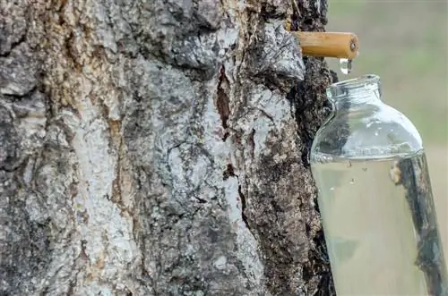 birch sap harvesting