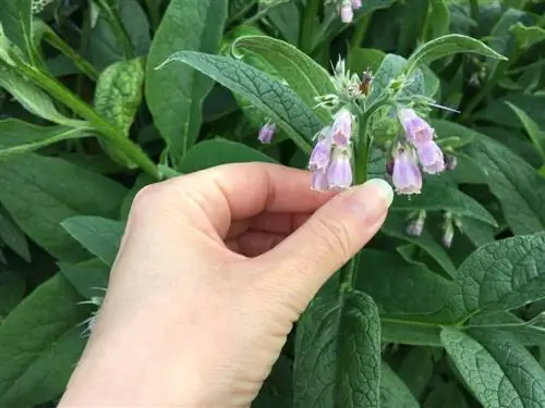 thu hoạch comfrey