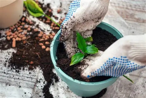 retoños de plantas